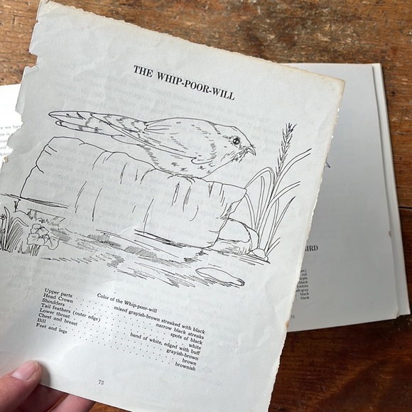 Birds To Know Vintage 60’s Colouring And Lesson Book - Picture 7 of 14